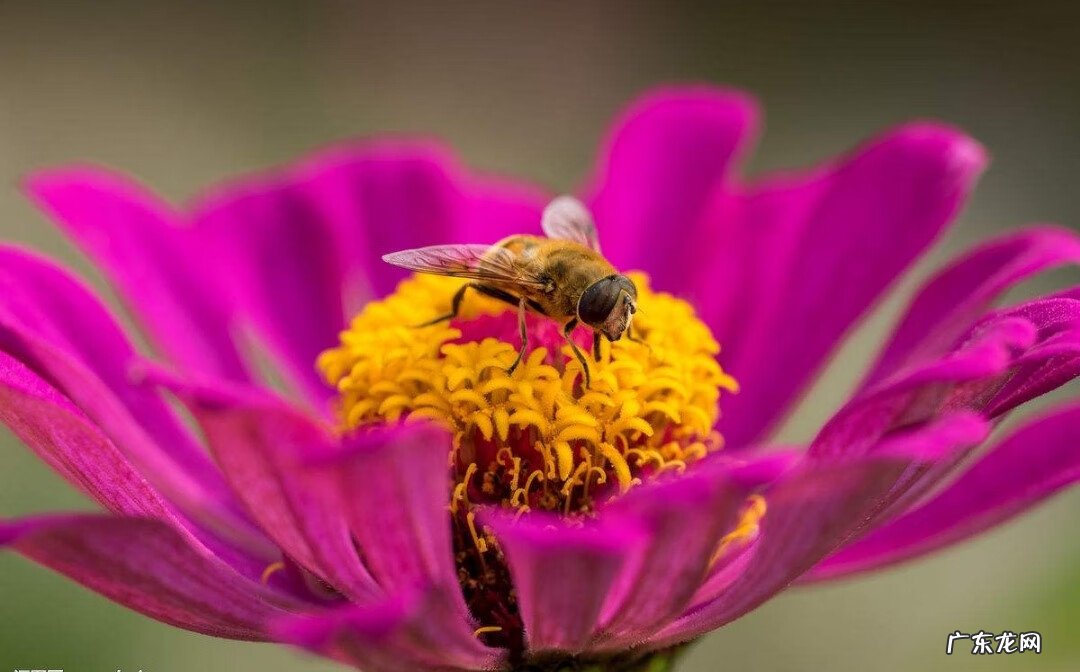 百日菊的花期 百日菊在家中风水