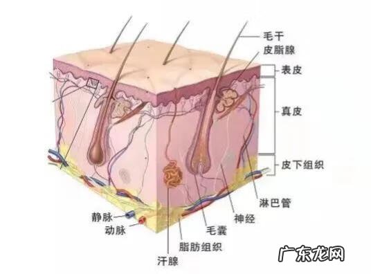 最简单的护理皮肤的正确步骤 皮肤护理的步骤