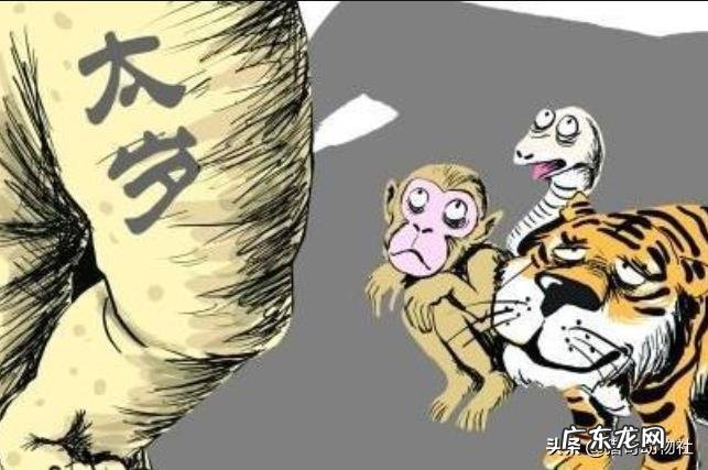 太岁到底是什么?