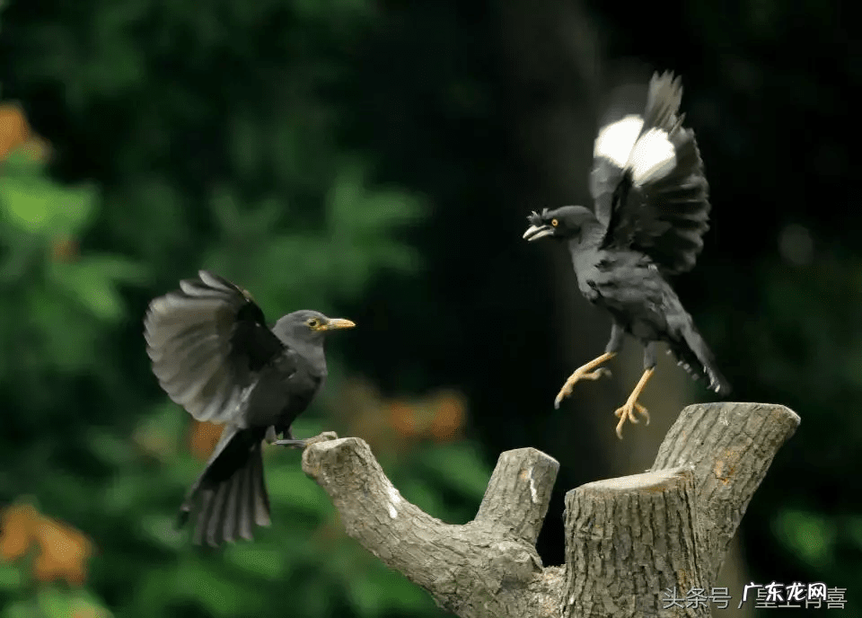 养兔子的好处风水 养兔子风水代表什么作用