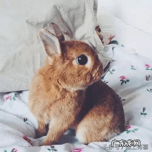 养兔子的好处风水 养兔子风水代表什么作用