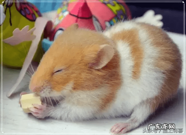 养兔子的好处风水 养兔子风水代表什么作用