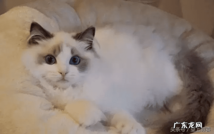 养兔子的好处风水 养兔子风水代表什么作用