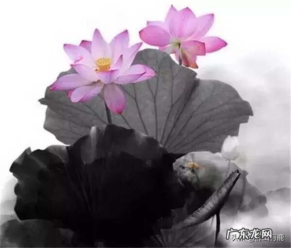 家里摆什么风水好 家庭最好的风水是什么