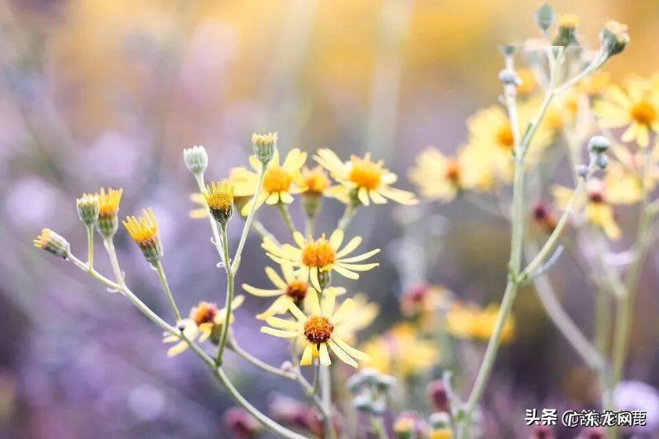 家里摆什么风水好 家庭最好的风水是什么