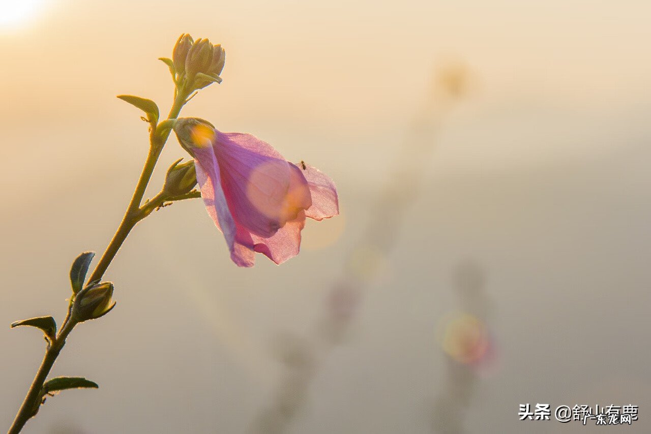家里摆什么风水好 家庭最好的风水是什么