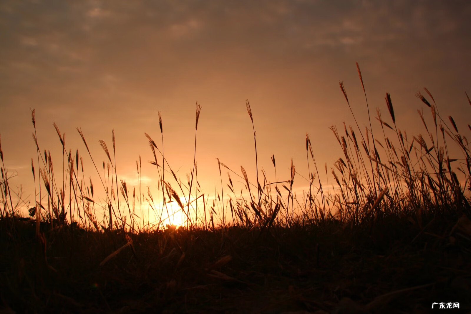 电白最有名风水宝地 电白童子湾在哪里
