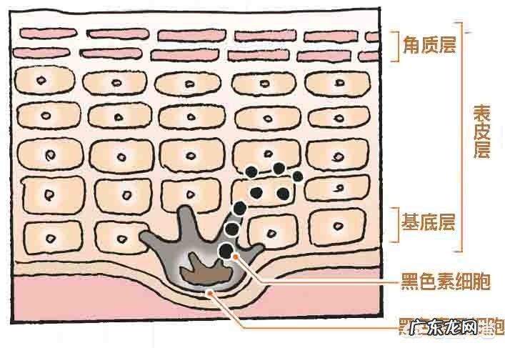女生如何才能有效地美白？有哪些美白的好方法？