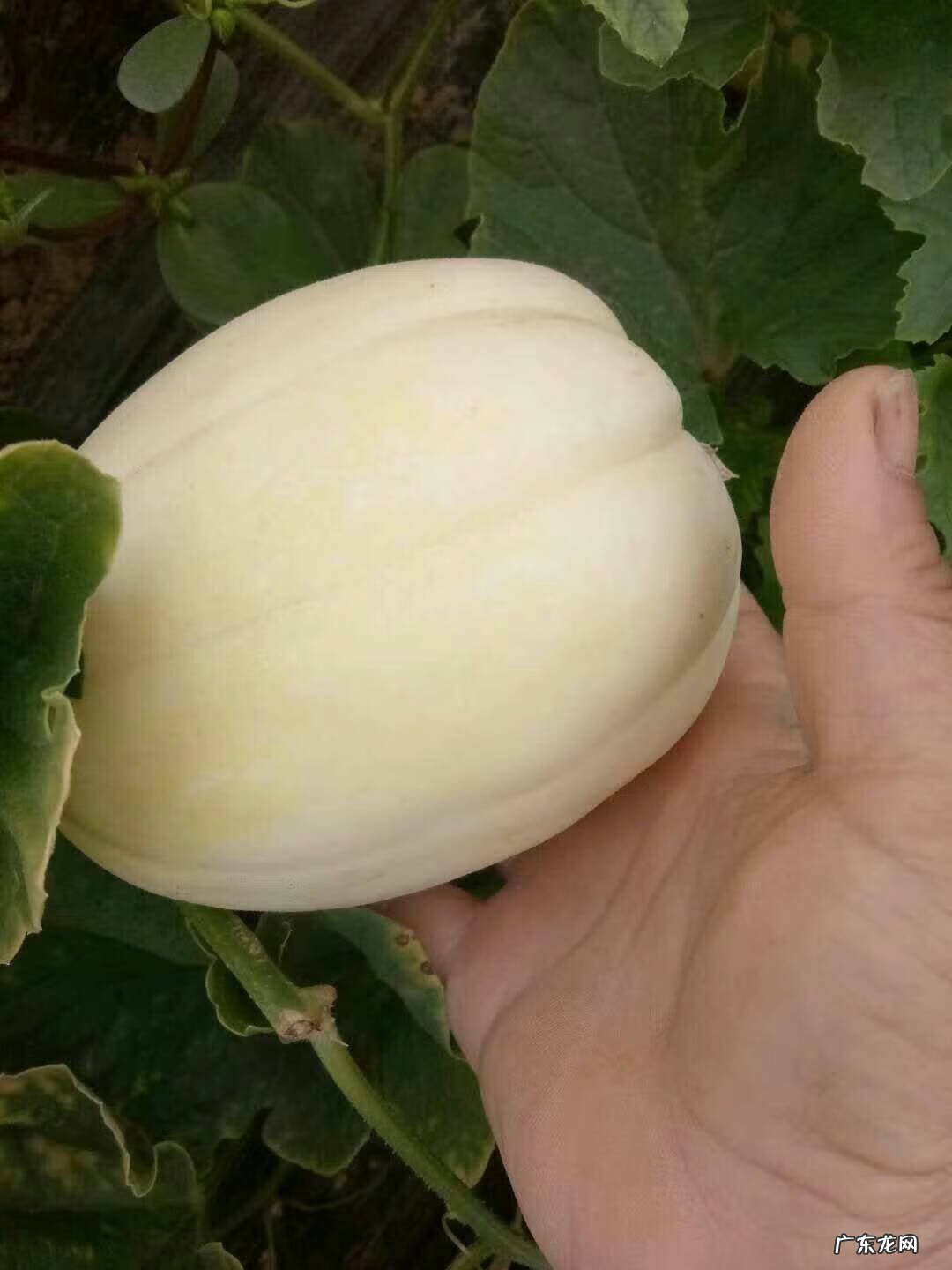 种香瓜的方法和过程 香瓜