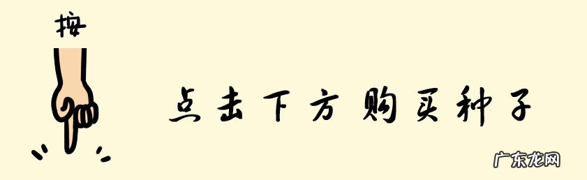 种香瓜的方法和过程 香瓜