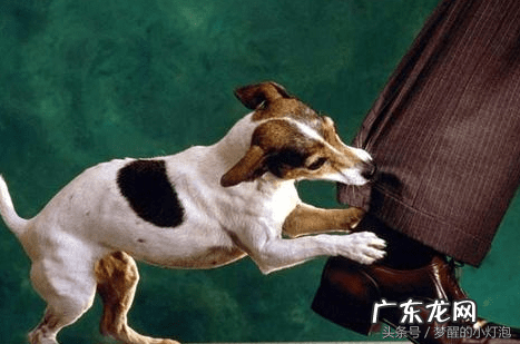 黑猫进家门风水 狗上家门不肯走按风水来说是什么意思?