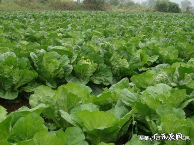 华北地区夏天种植香菜,菠菜等 为什么天气热种不好叶菜类??