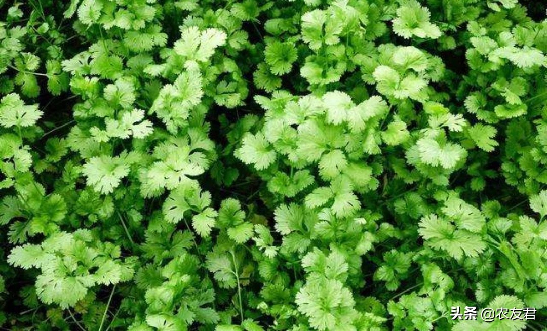 华北地区夏天种植香菜,菠菜等 为什么天气热种不好叶菜类??