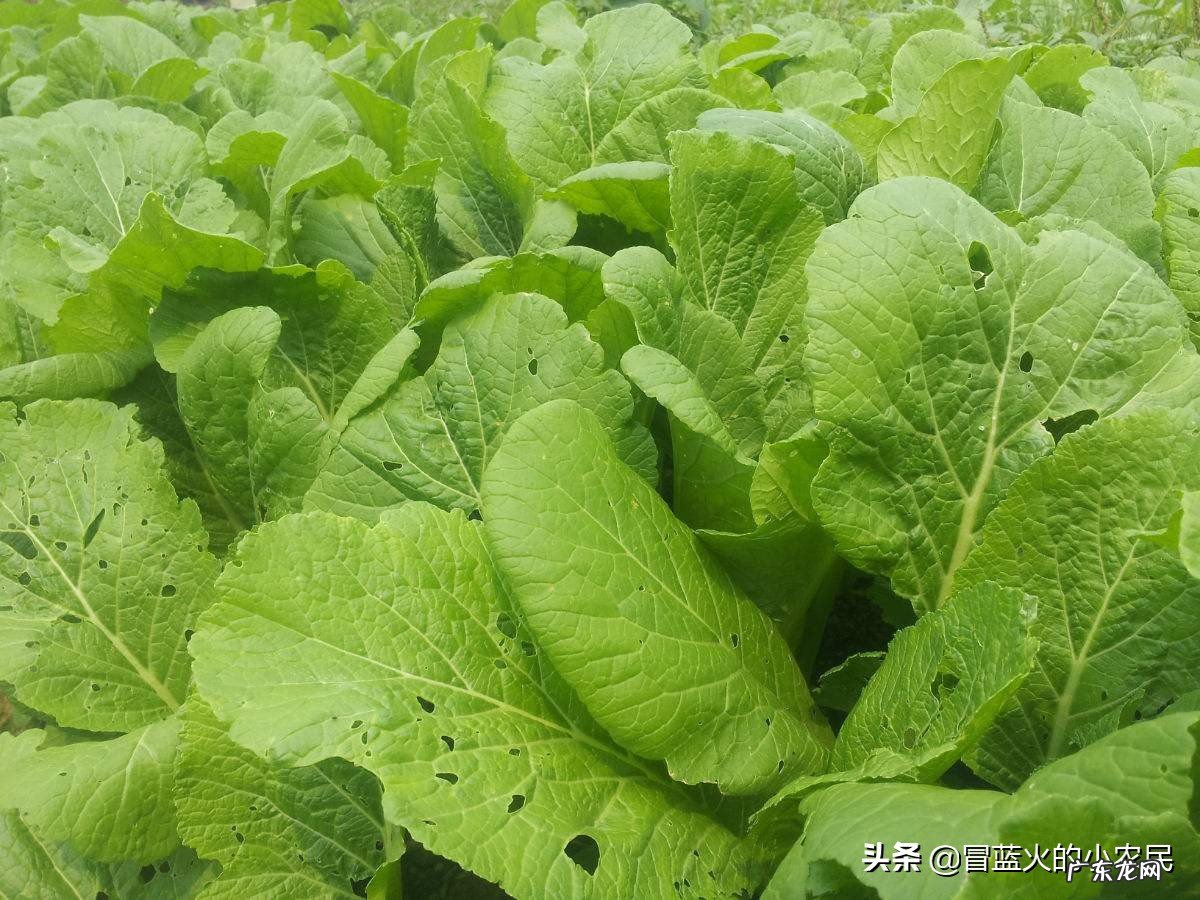 华北地区夏天种植香菜,菠菜等 为什么天气热种不好叶菜类??