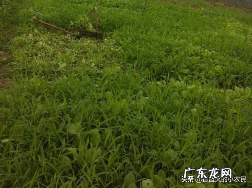 华北地区夏天种植香菜，菠菜等 为什么天气热种不好叶菜类？？