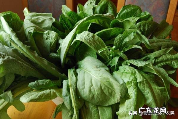 华北地区夏天种植香菜,菠菜等 为什么天气热种不好叶菜类??