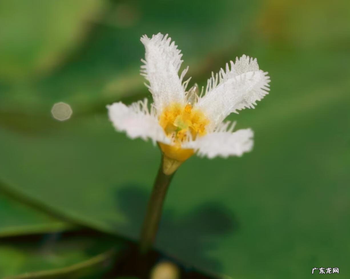 黄颜色的花朵 由于荇菜的花朵是黄色的吗