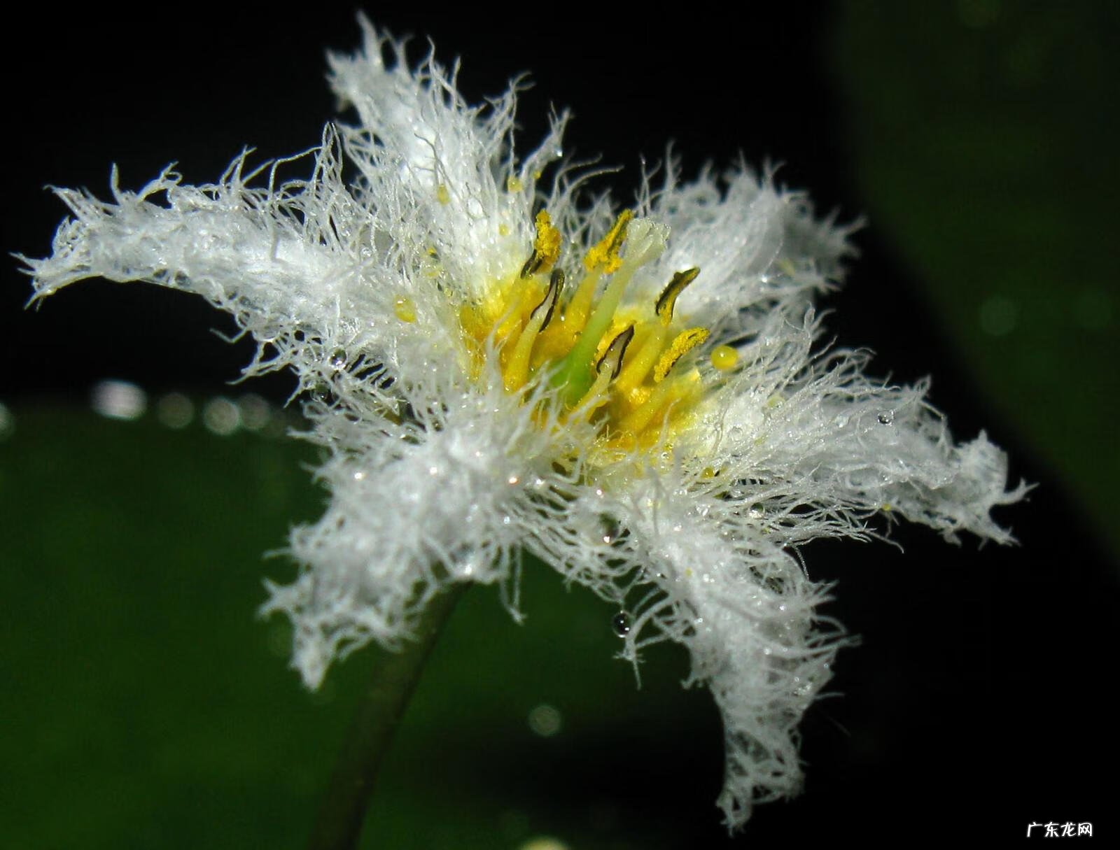 黄颜色的花朵 由于荇菜的花朵是黄色的吗