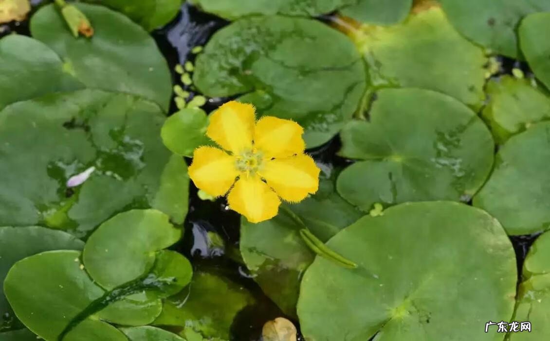 黄颜色的花朵 由于荇菜的花朵是黄色的吗