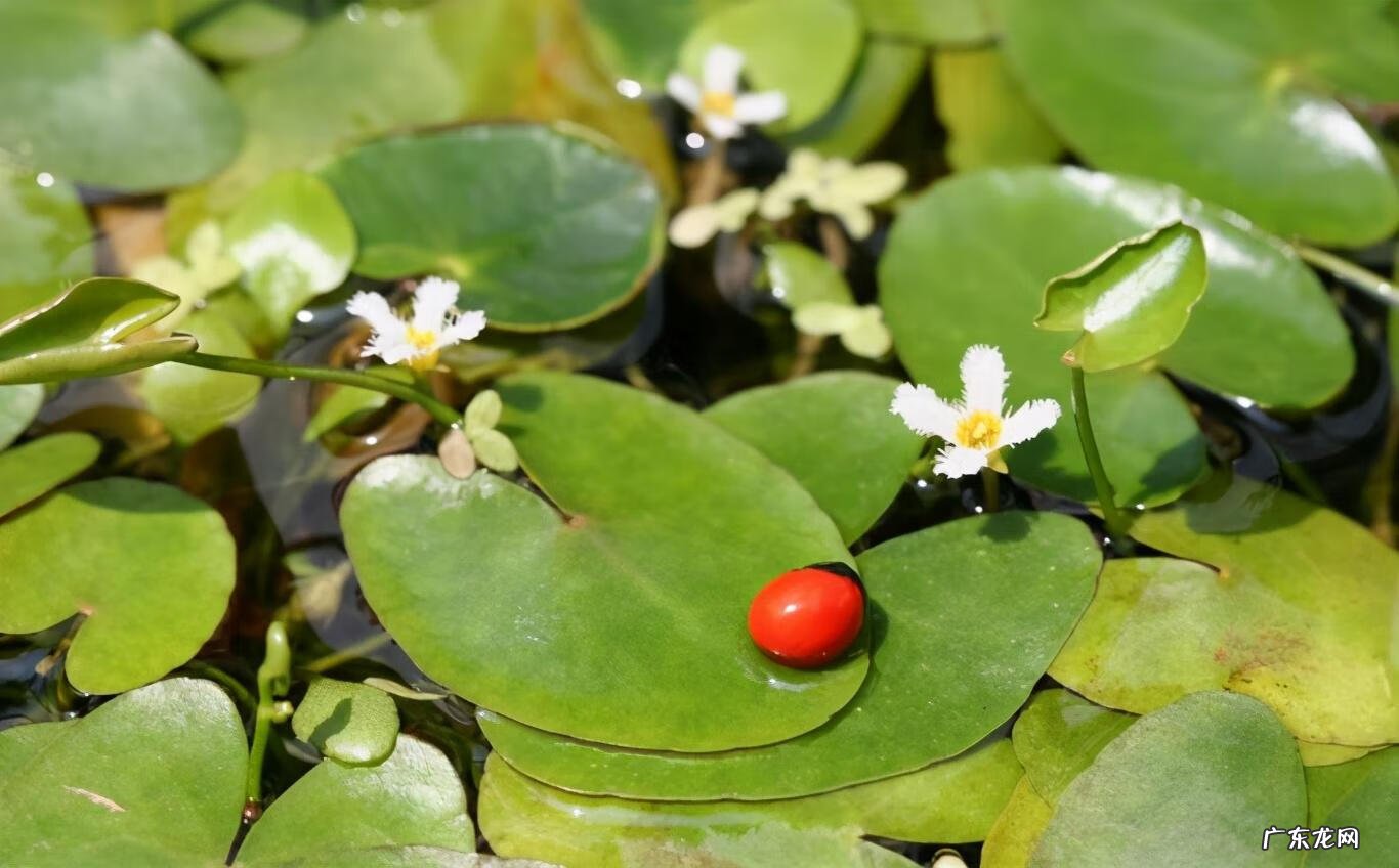 黄颜色的花朵 由于荇菜的花朵是黄色的吗