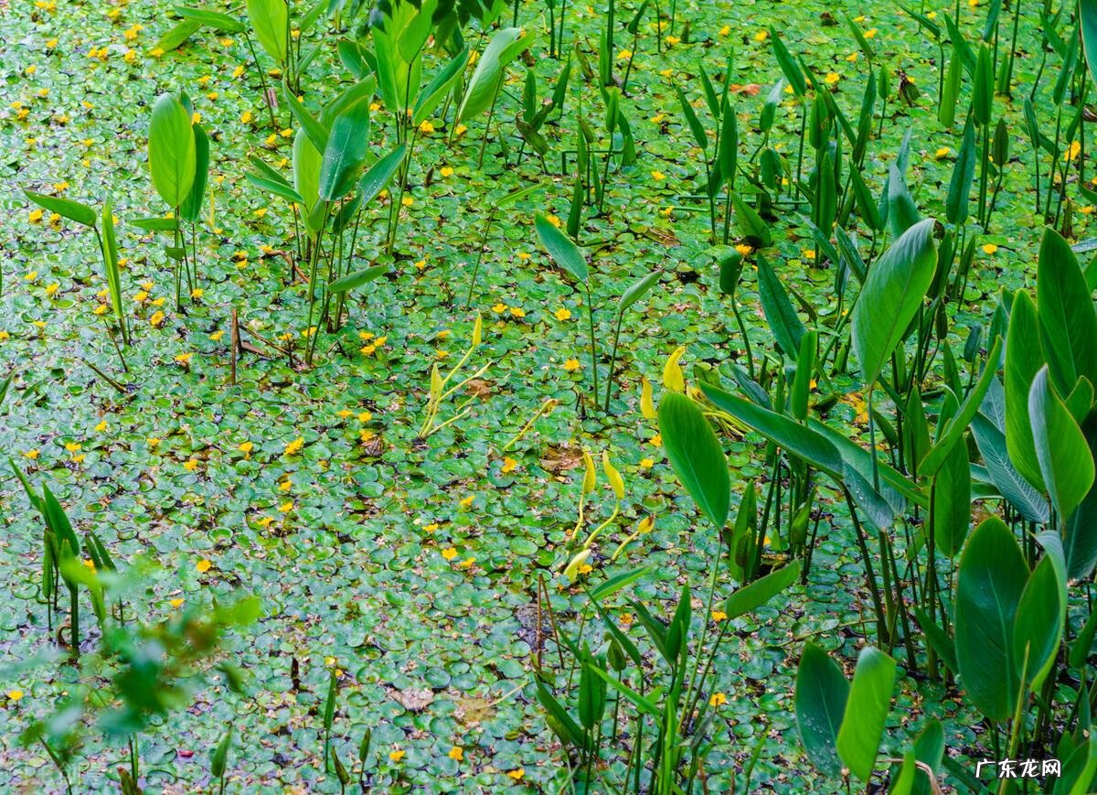 黄颜色的花朵 由于荇菜的花朵是黄色的吗