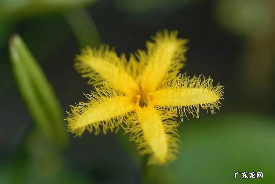 黄颜色的花朵 由于荇菜的花朵是黄色的吗