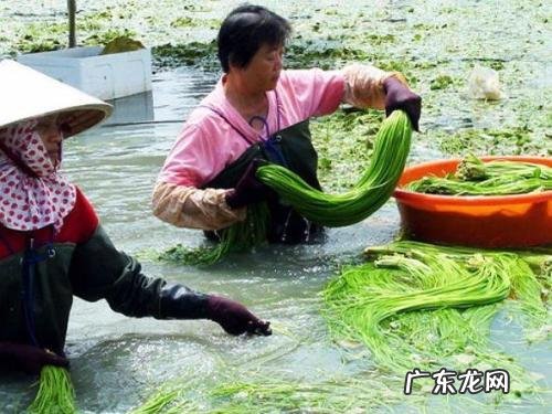 黄颜色的花朵 由于荇菜的花朵是黄色的吗