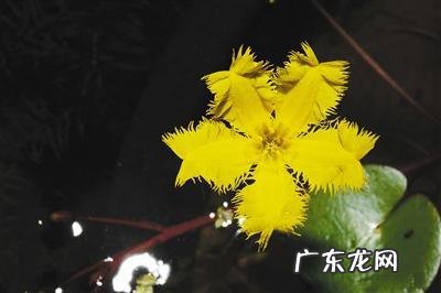 黄颜色的花朵 由于荇菜的花朵是黄色的吗
