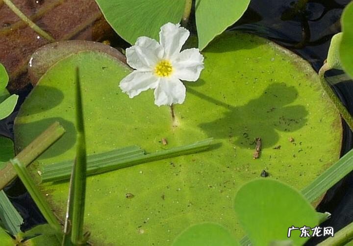 黄颜色的花朵 由于荇菜的花朵是黄色的吗