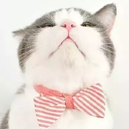 红日原版日语歌 红日日语原版歌词