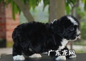 四蹄踏雪狗是什么品种 四蹄踏雪的狗好吗