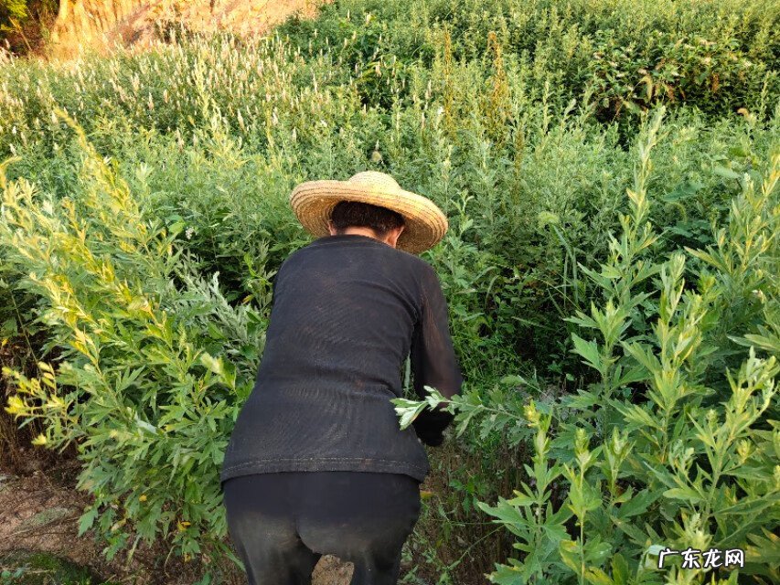艾草图片艾草的种类 艾草条怎么做