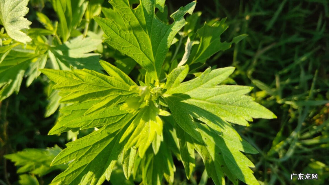 艾草图片艾草的种类 艾草条怎么做