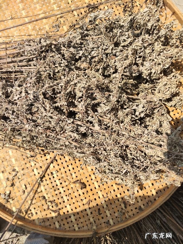 艾草图片艾草的种类 艾草条怎么做