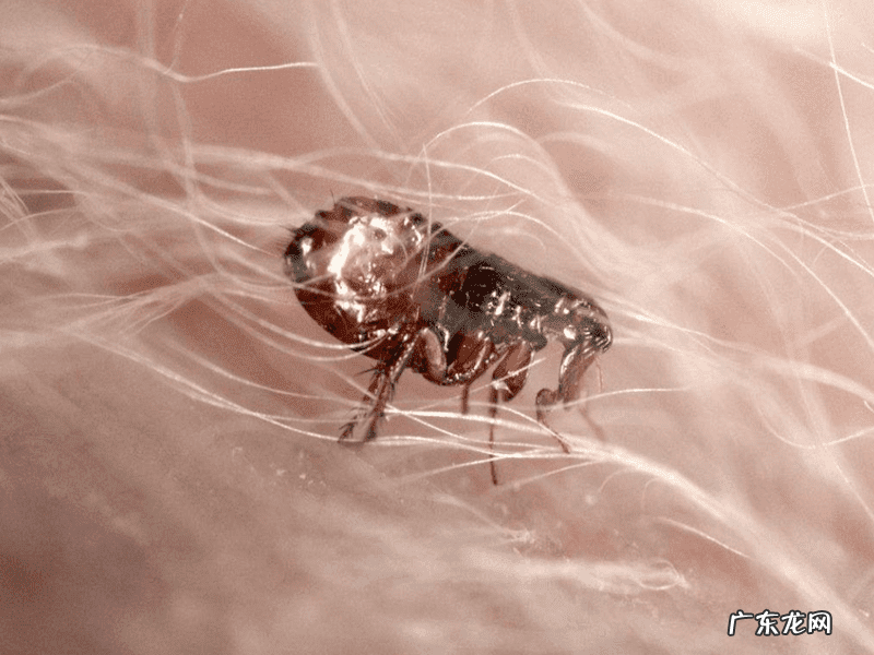 屋后有死水塘风水好吗 屋头有跳蚤的原因