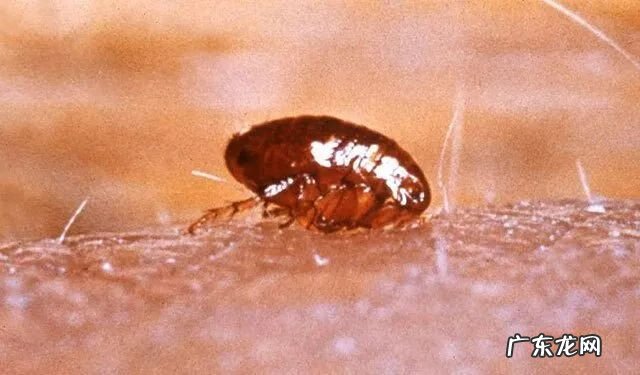 屋后有死水塘风水好吗 屋头有跳蚤的原因