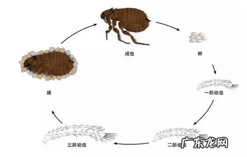 屋后有死水塘风水好吗 屋头有跳蚤的原因