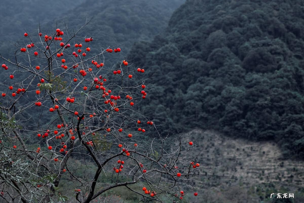 院子里种柿子树风水上有什么讲究 柿子按风水栽在院内什么地方好呢