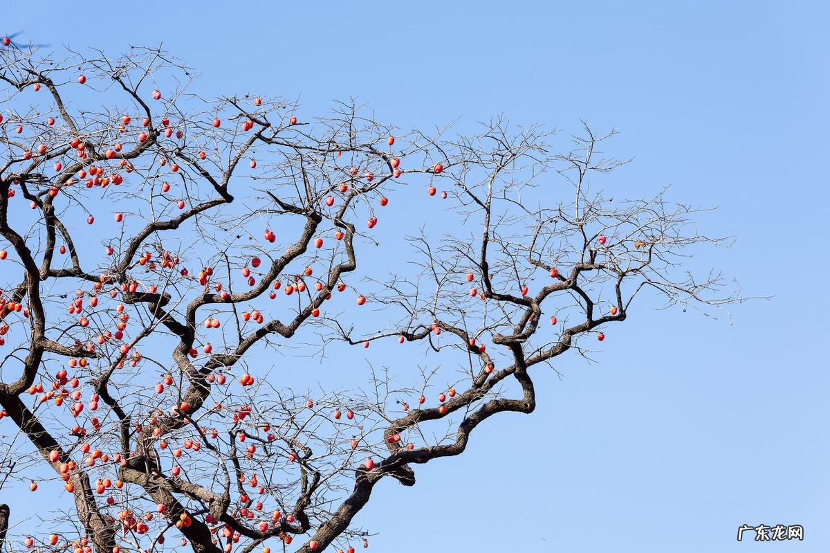 院子里种柿子树风水上有什么讲究 柿子按风水栽在院内什么地方好呢
