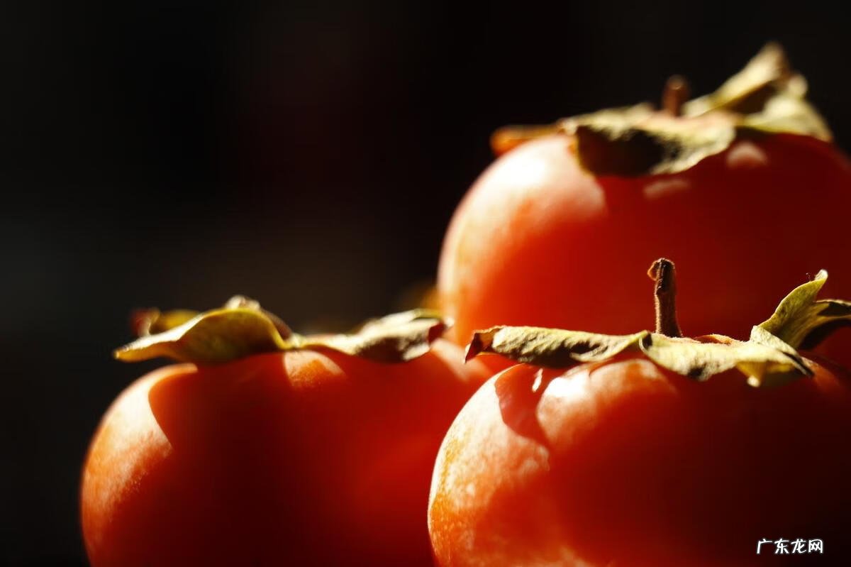 院子里种柿子树风水上有什么讲究 柿子按风水栽在院内什么地方好呢