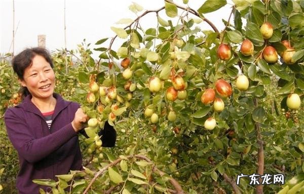 院子种树有什么讲究 风水学忌讳的五种树根