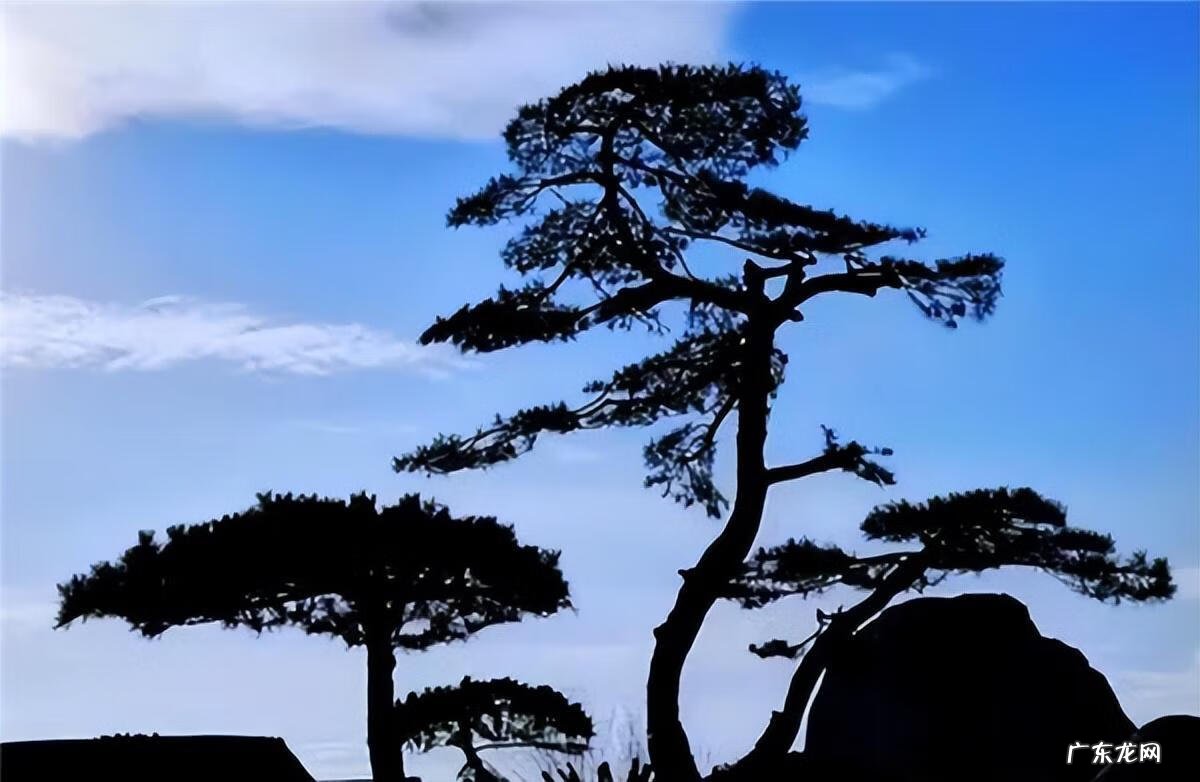 院子种树有什么讲究 风水学忌讳的五种树根