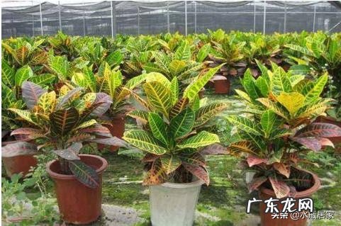 变叶木怎么养护？