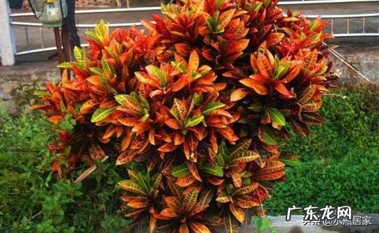 变叶木怎么养护？