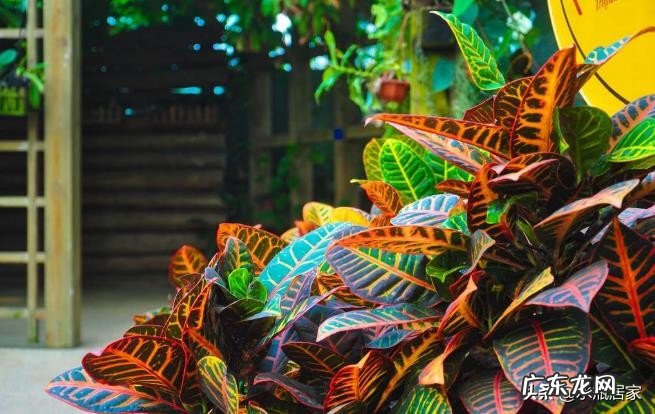 变叶木怎么养护？