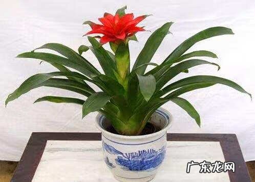 风水适合家里种植的植物 家里风水好的植物