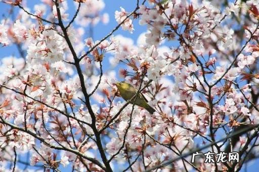 镜头焦距怎么看图解 镜头焦距和焦距