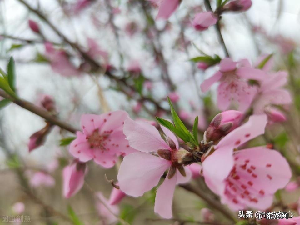 杏花村在哪个省哪个市 牧童遥指杏花村后面是什么