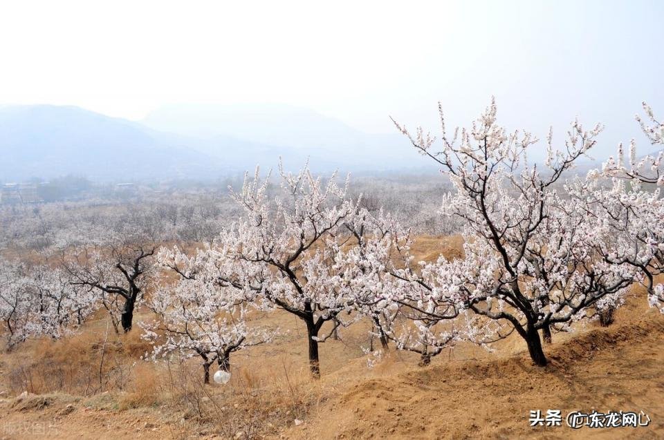 杏花村在哪个省哪个市 牧童遥指杏花村后面是什么