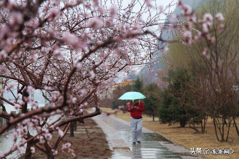 杏花村在哪个省哪个市 牧童遥指杏花村后面是什么